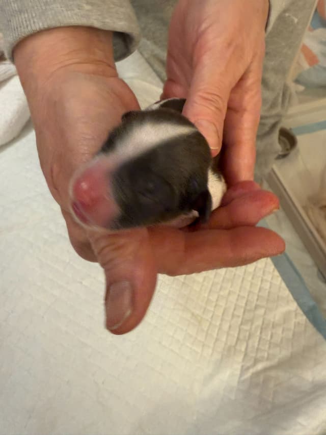 Papillon Puppies media 6