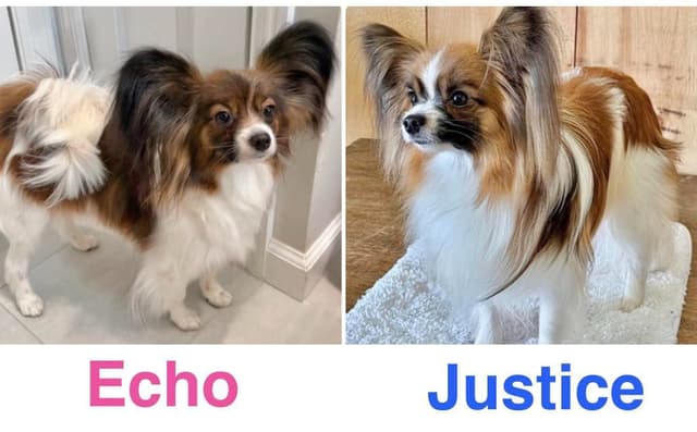 Papillon Puppies media 7