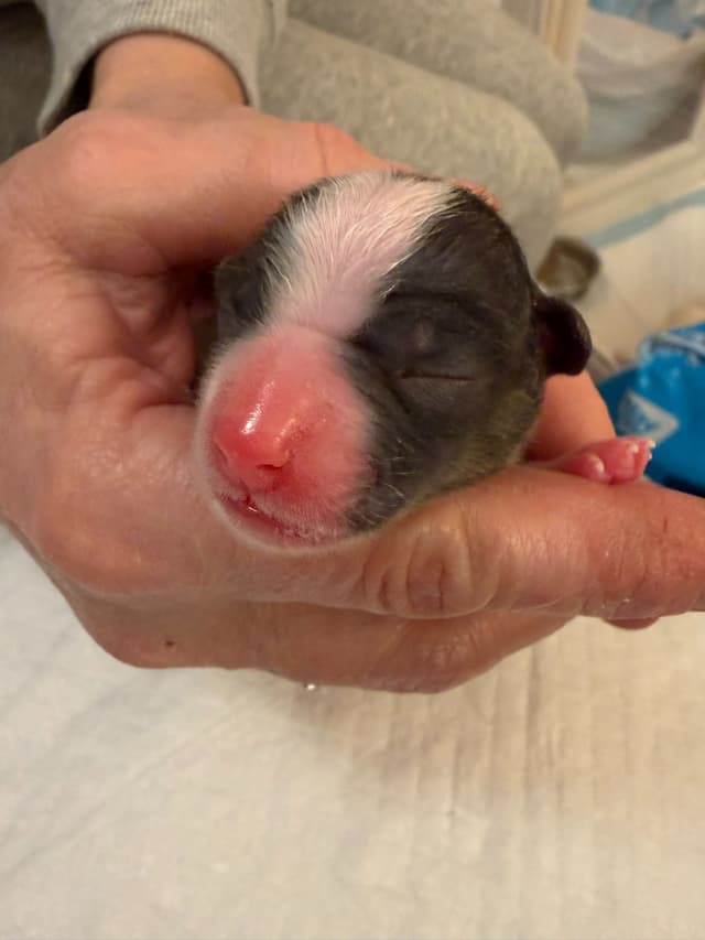 Papillon Puppies media 8