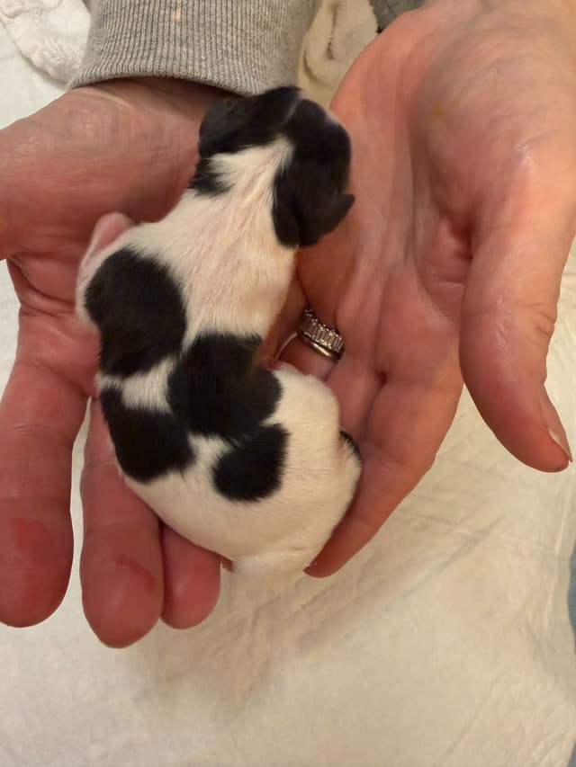 Papillon Puppies media 11