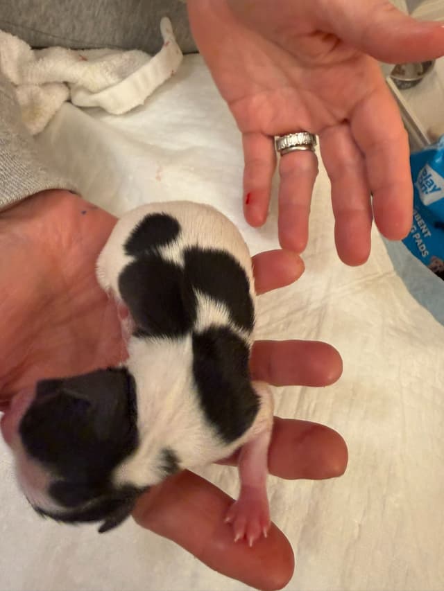 Papillon Puppies media 13