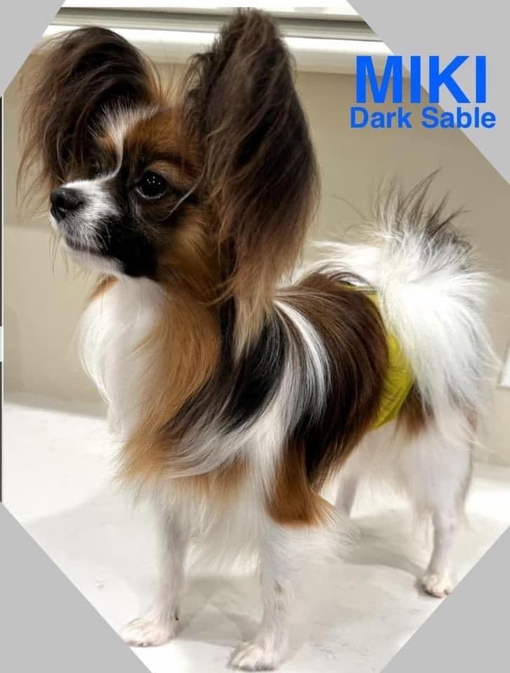Papillon Puppies breeder image 9