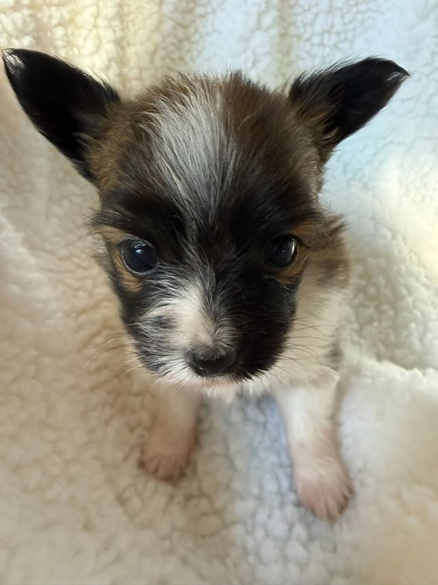 Papillon Puppies media 15