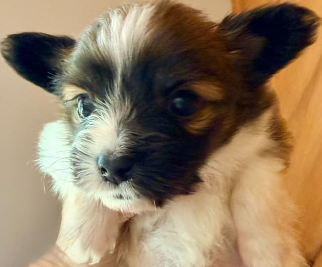 Papillon Puppies media 17