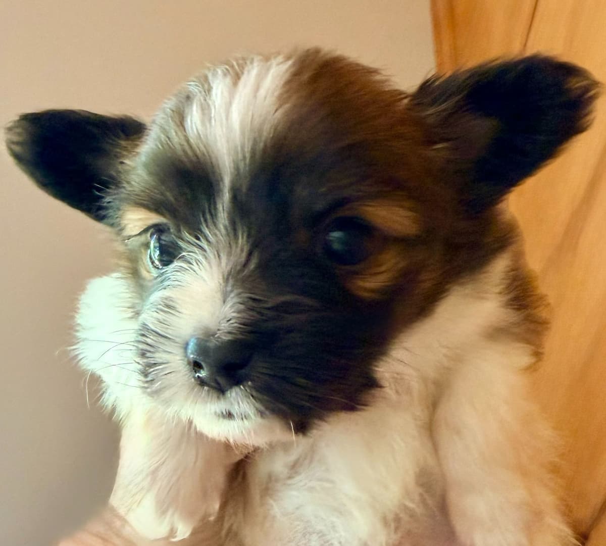 Papillon Puppies breeder image 1