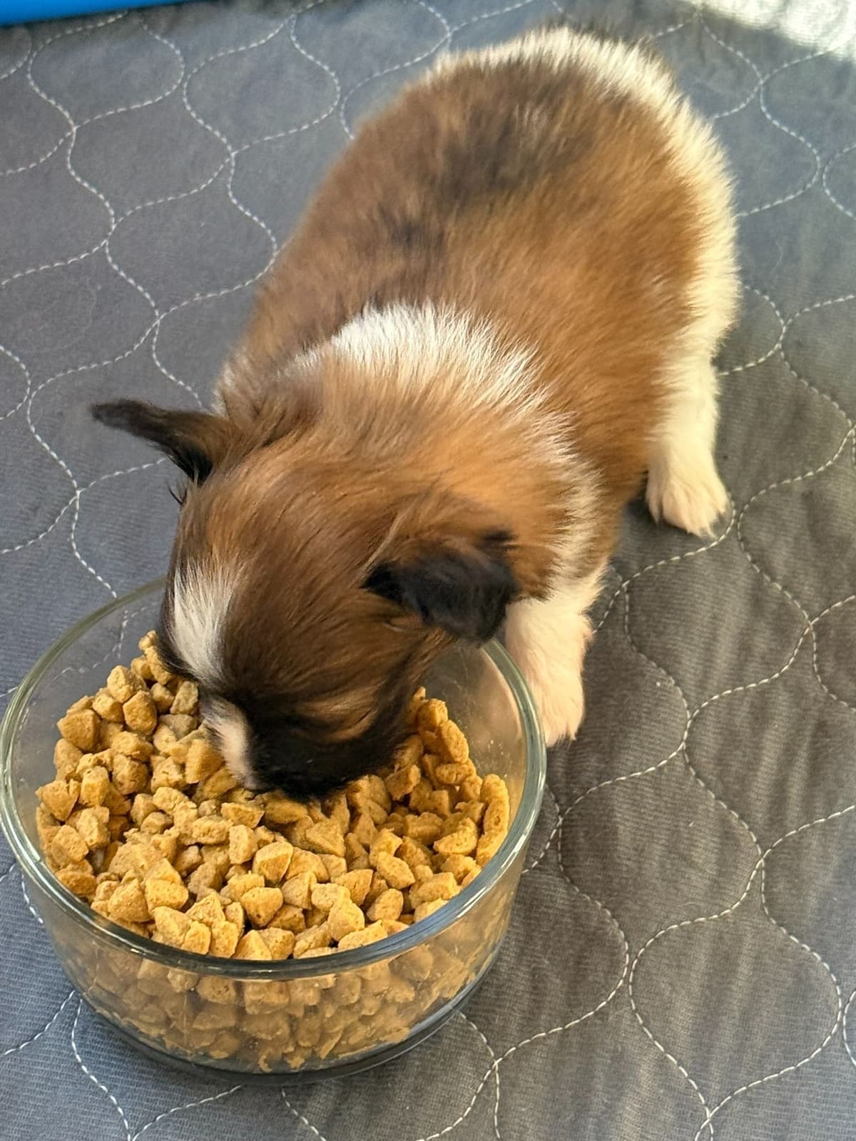 Papillon Puppies breeder image 10