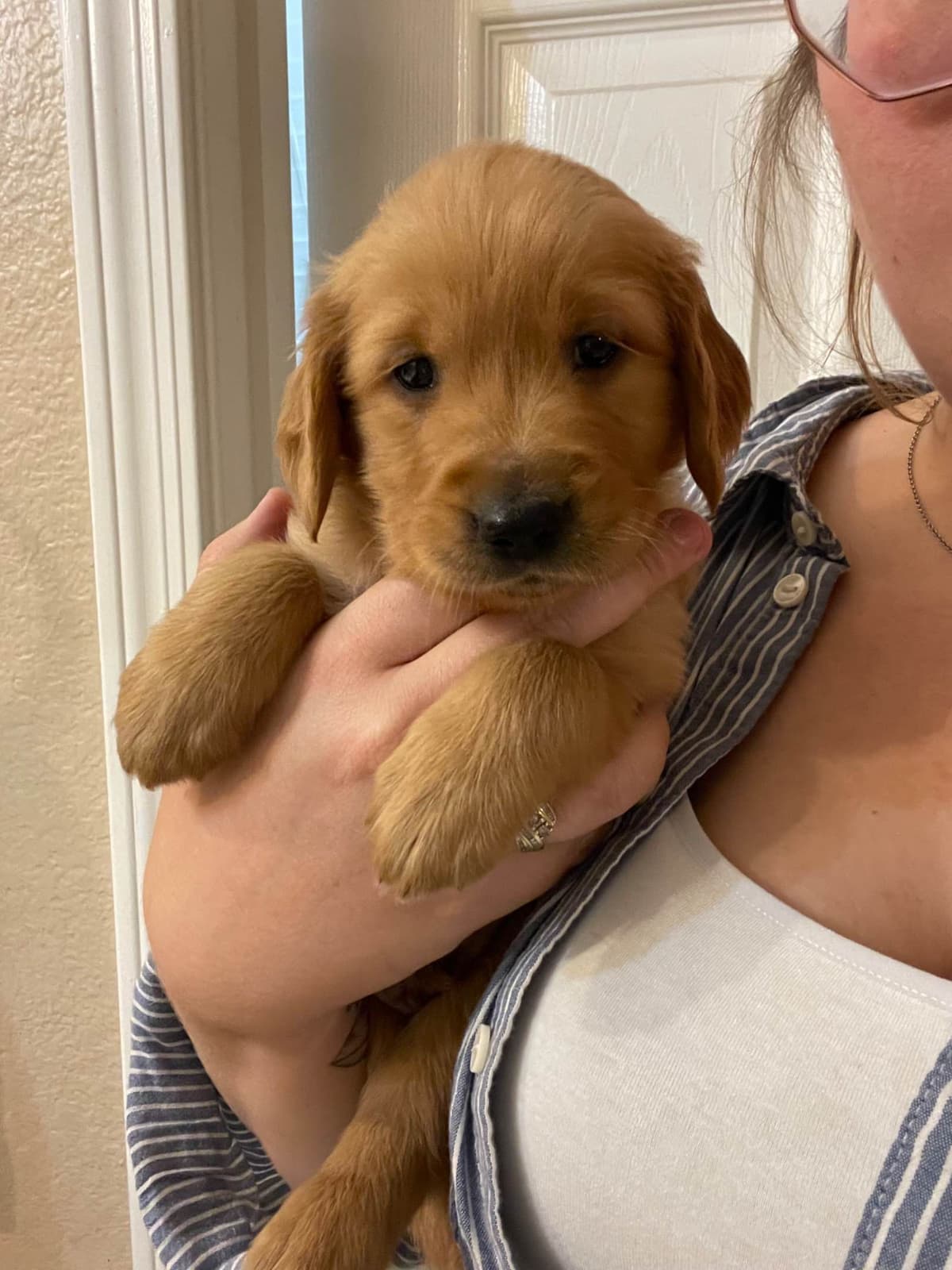 Golden Retriever Puppies breeder image 1
