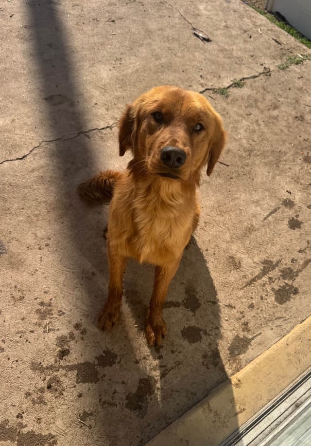 Golden Retriever Puppies media 2