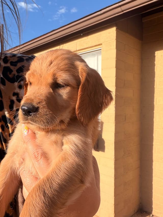 Golden Retriever Puppies media 3