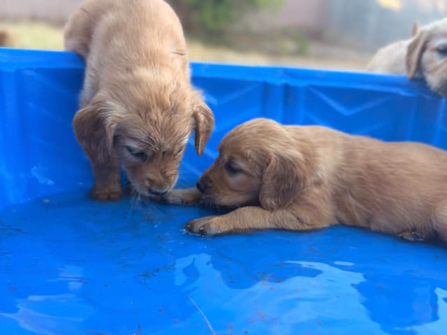 Golden Retriever Puppies media 4