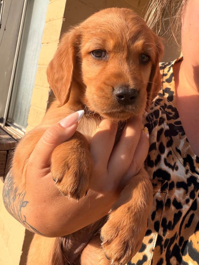 Golden Retriever Puppies media 5
