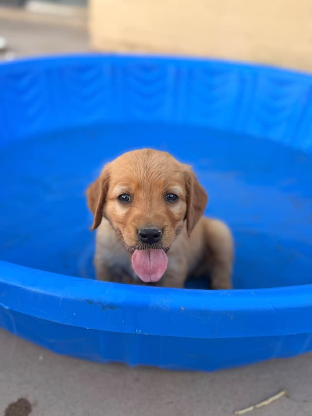 Golden Retriever Puppies media 6