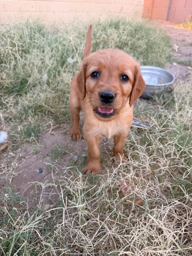 Golden Retriever Puppies media 8