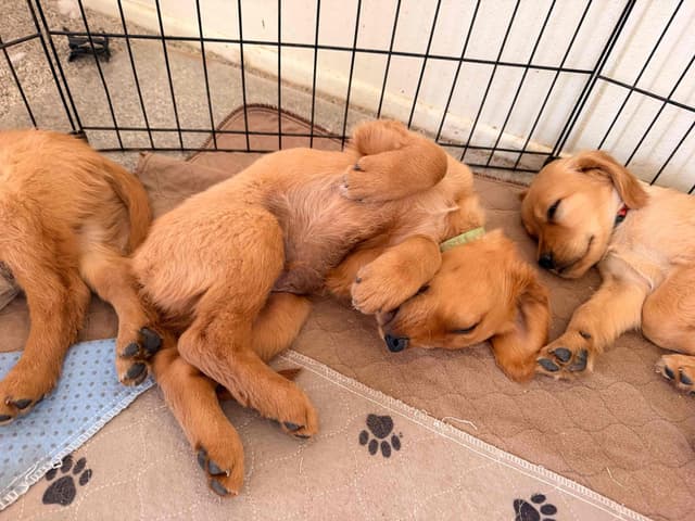 Golden Retriever Puppies media 9