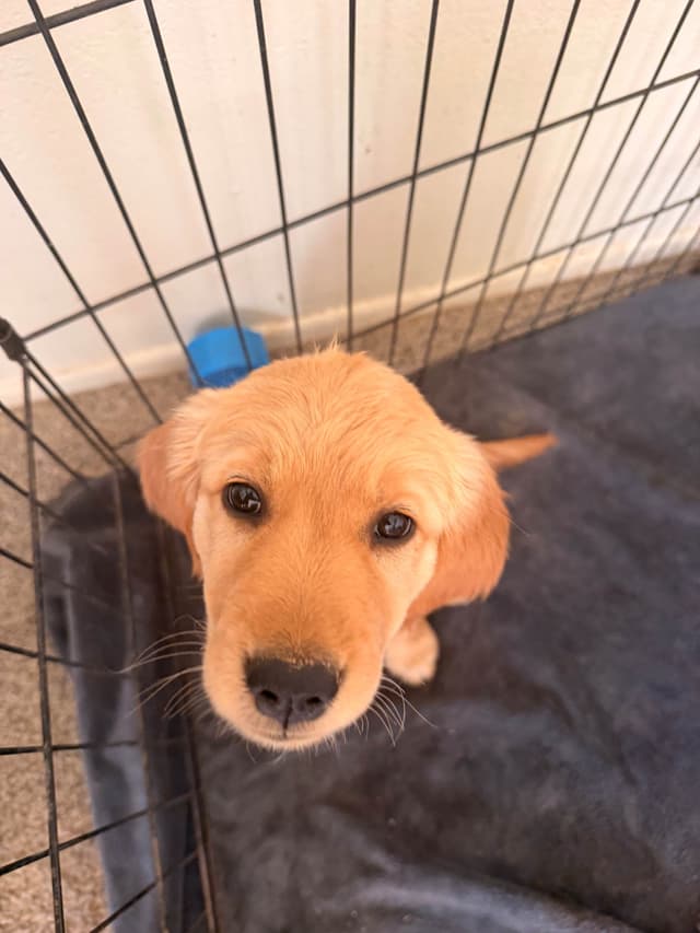 Golden Retriever Puppies media 10