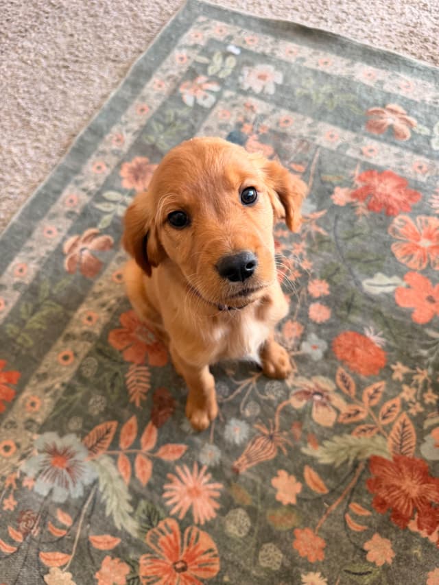 Golden Retriever Puppies media 11