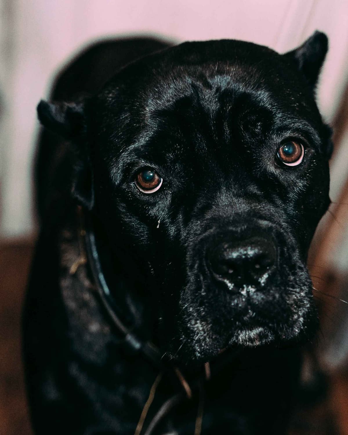 Cane Corso Puppies breeder image 4