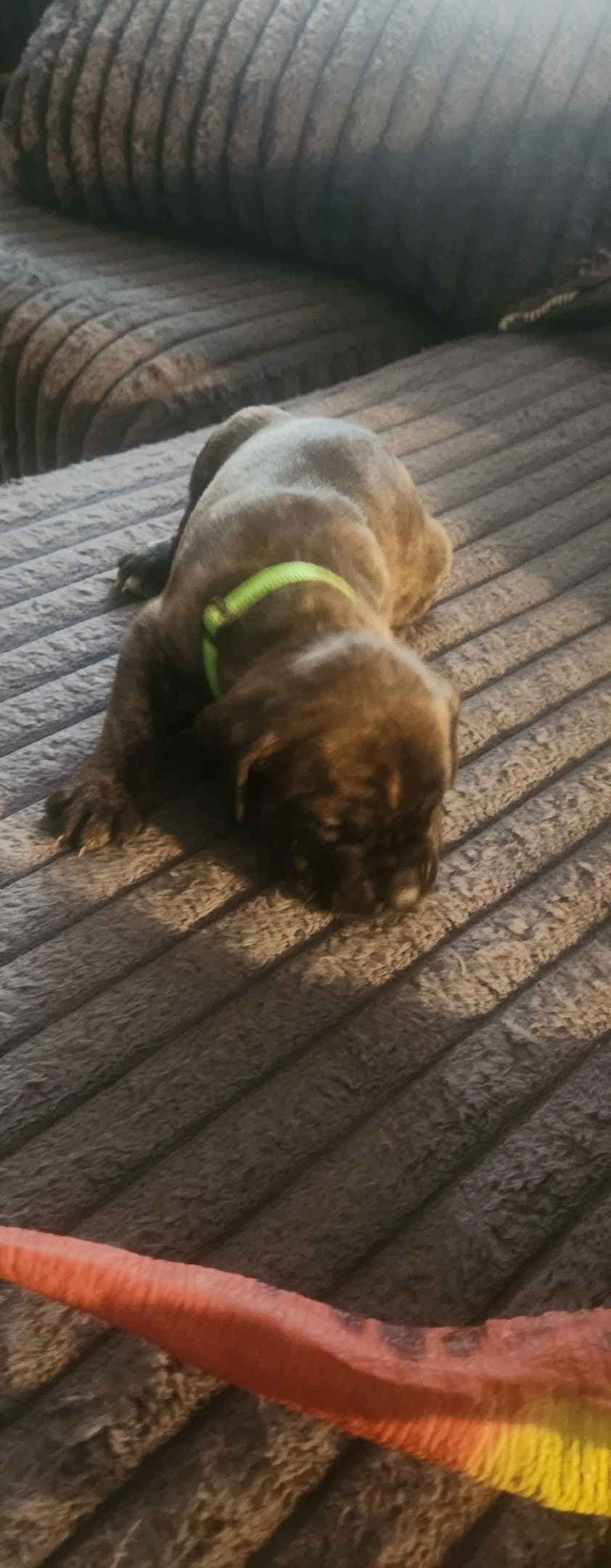 Cane Corso Puppies breeder image 6
