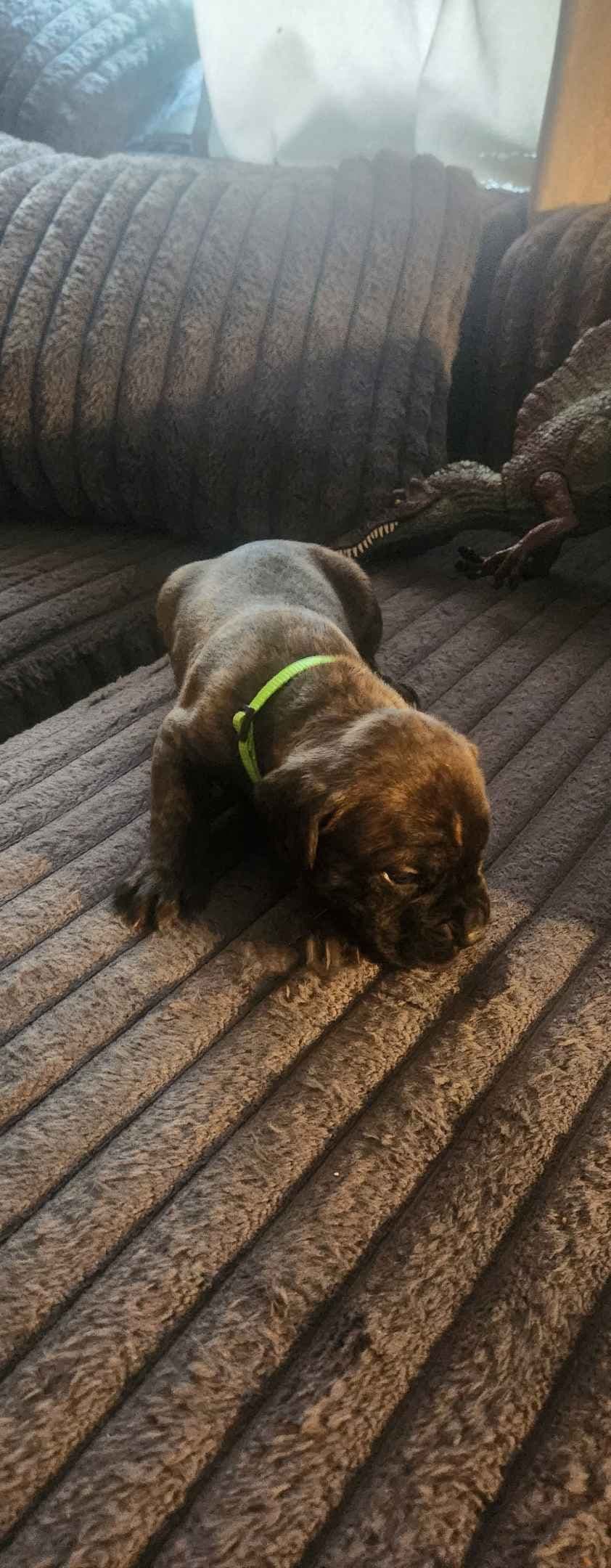Cane Corso Puppies breeder image 7
