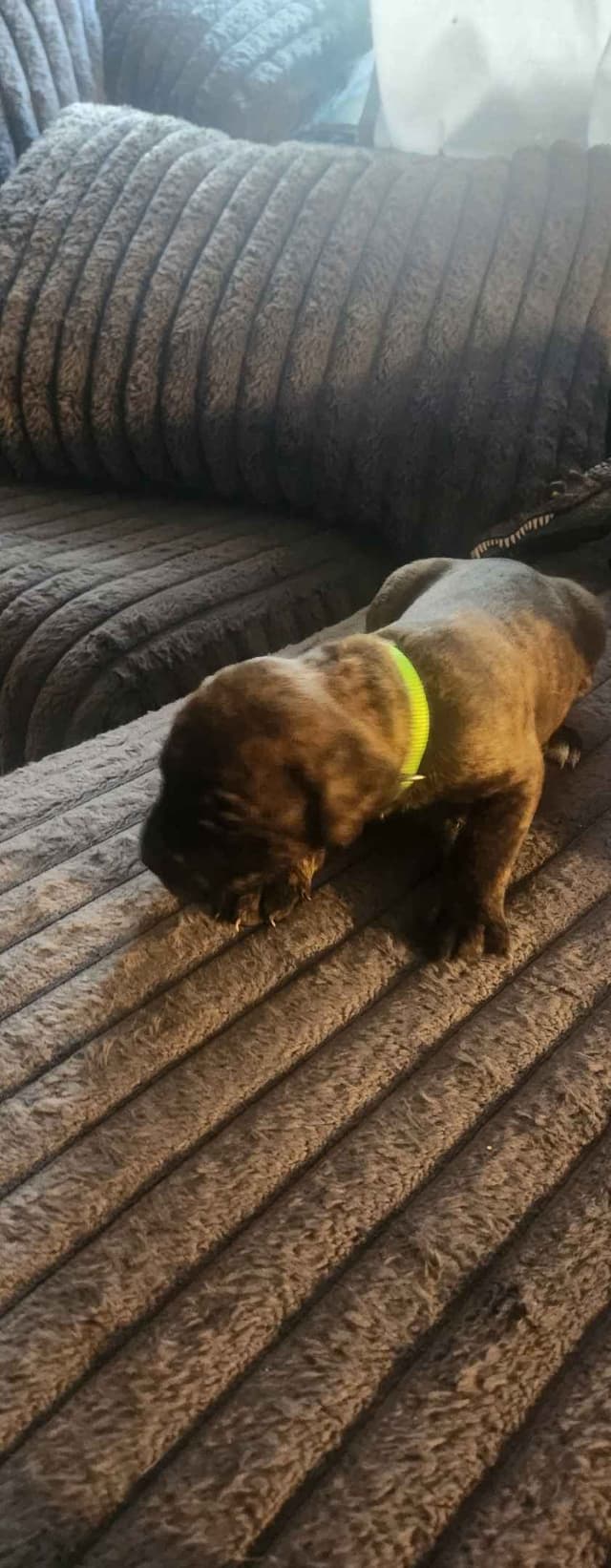 Cane Corso Puppies media 5