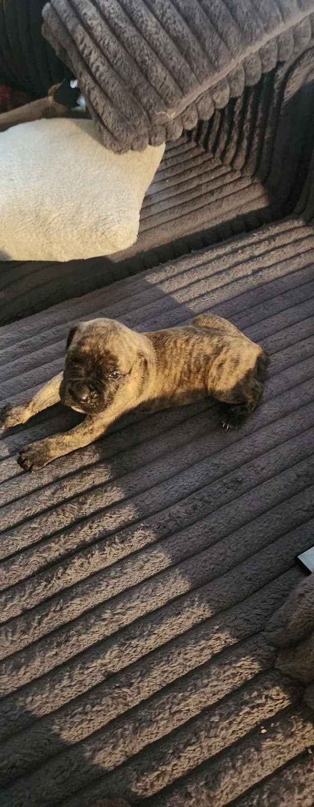 Cane Corso Puppies media 7