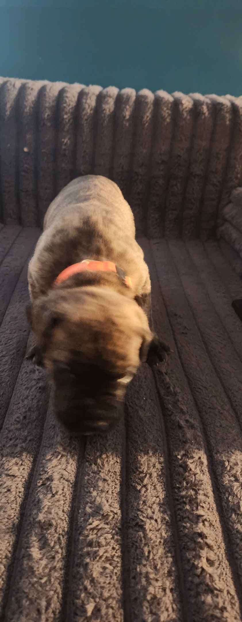 Cane Corso Puppies breeder image 10