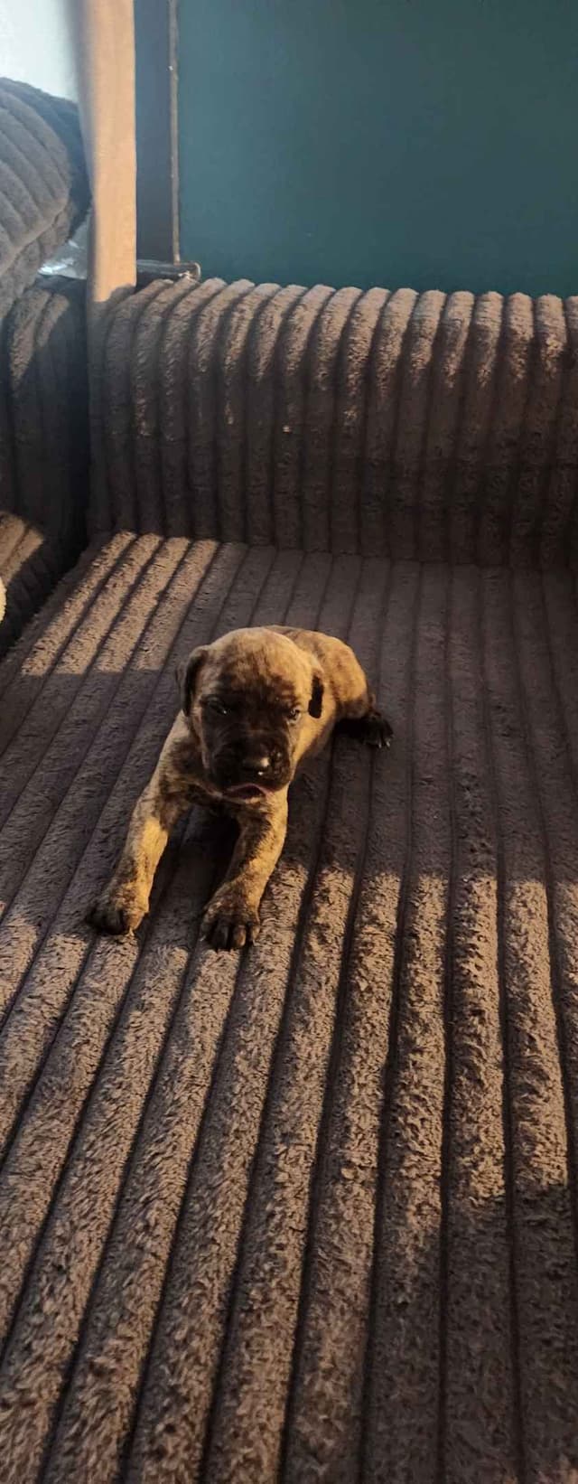 Cane Corso Puppies media 10