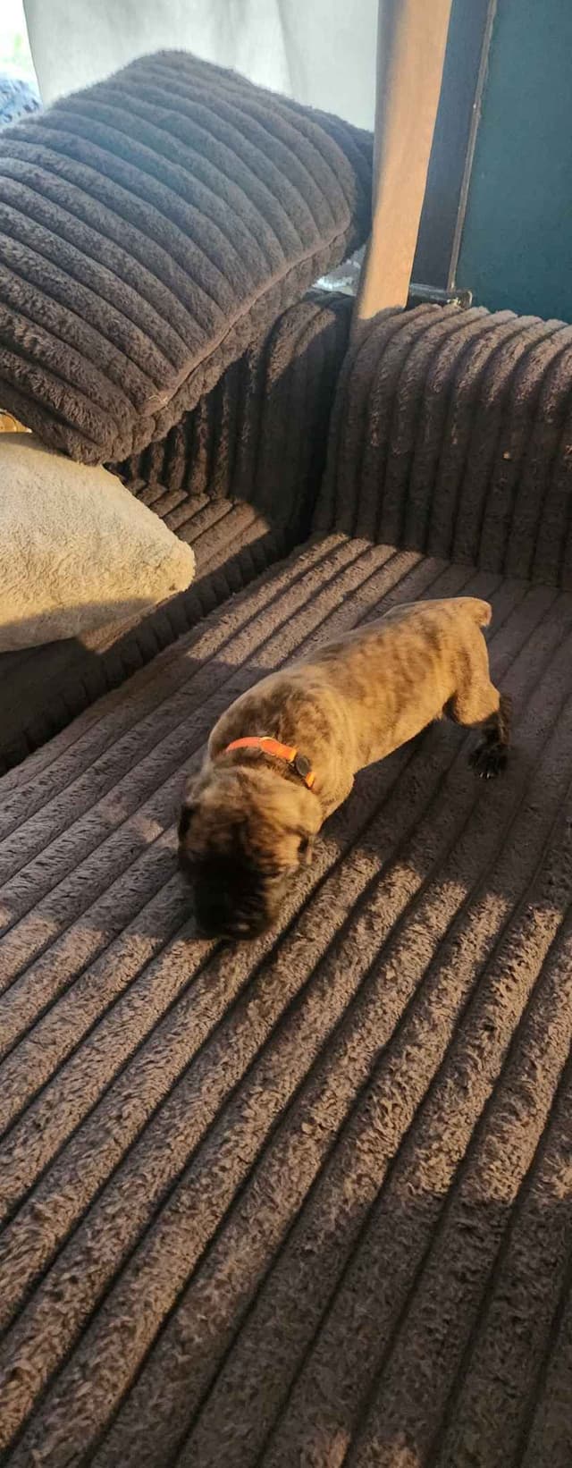 Cane Corso Puppies media 12