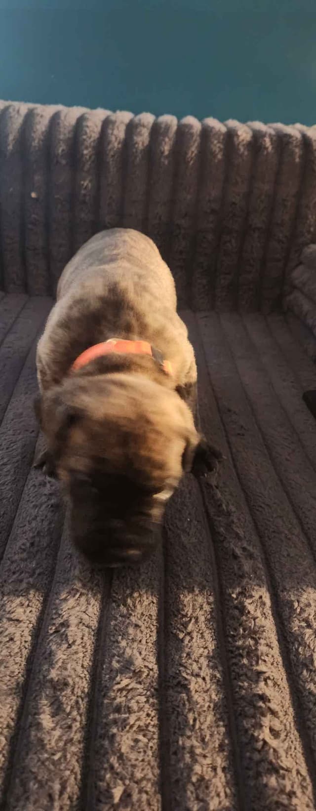 Cane Corso Puppies media 9