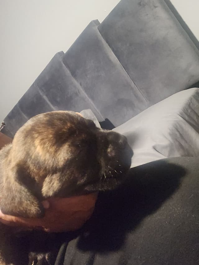 Cane Corso Puppies media 11