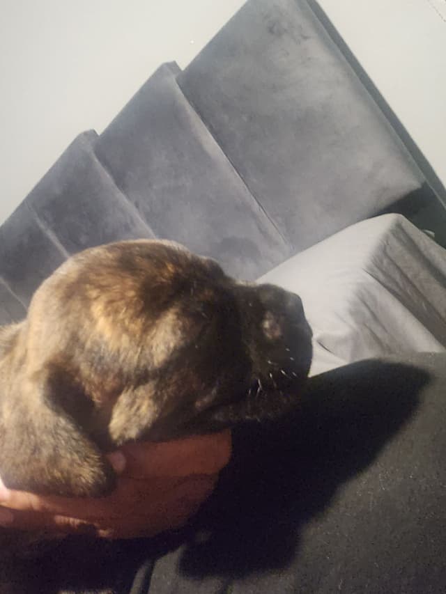 Cane Corso Puppies media 13