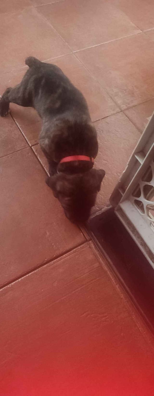 Cane Corso Puppies media 14