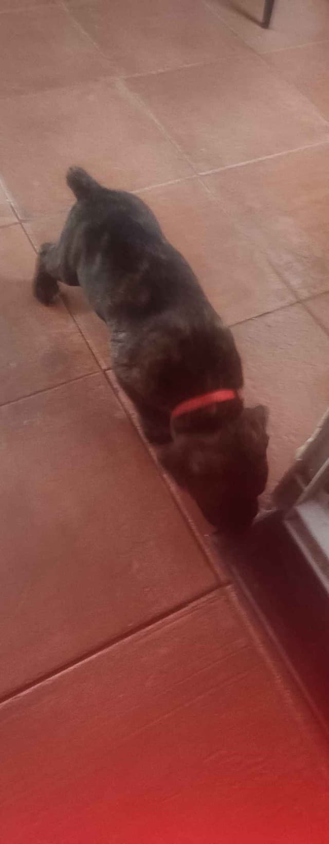 Cane Corso Puppies media 17