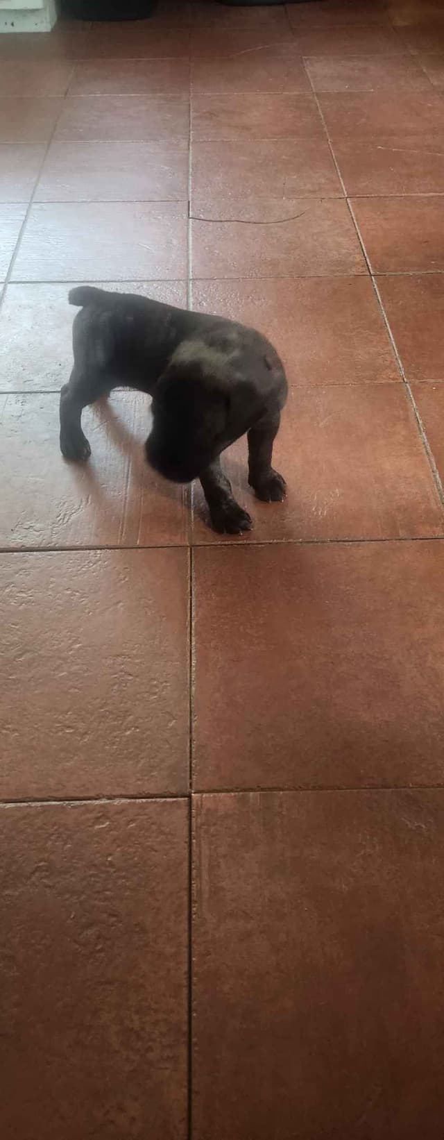 Cane Corso Puppies media 15