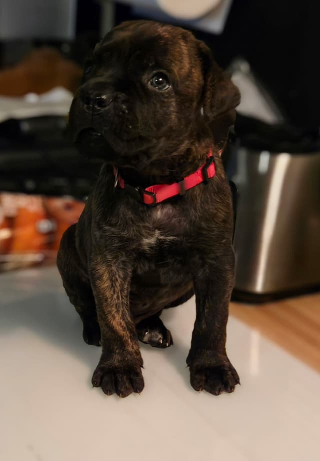 Cane Corso Puppies media 2