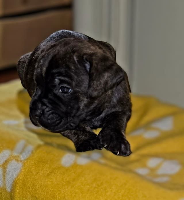 Cane Corso Puppies media 3