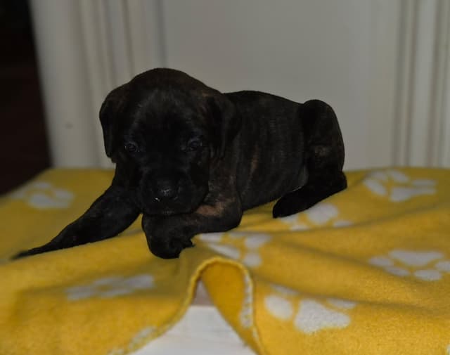 Cane Corso Puppies media 19