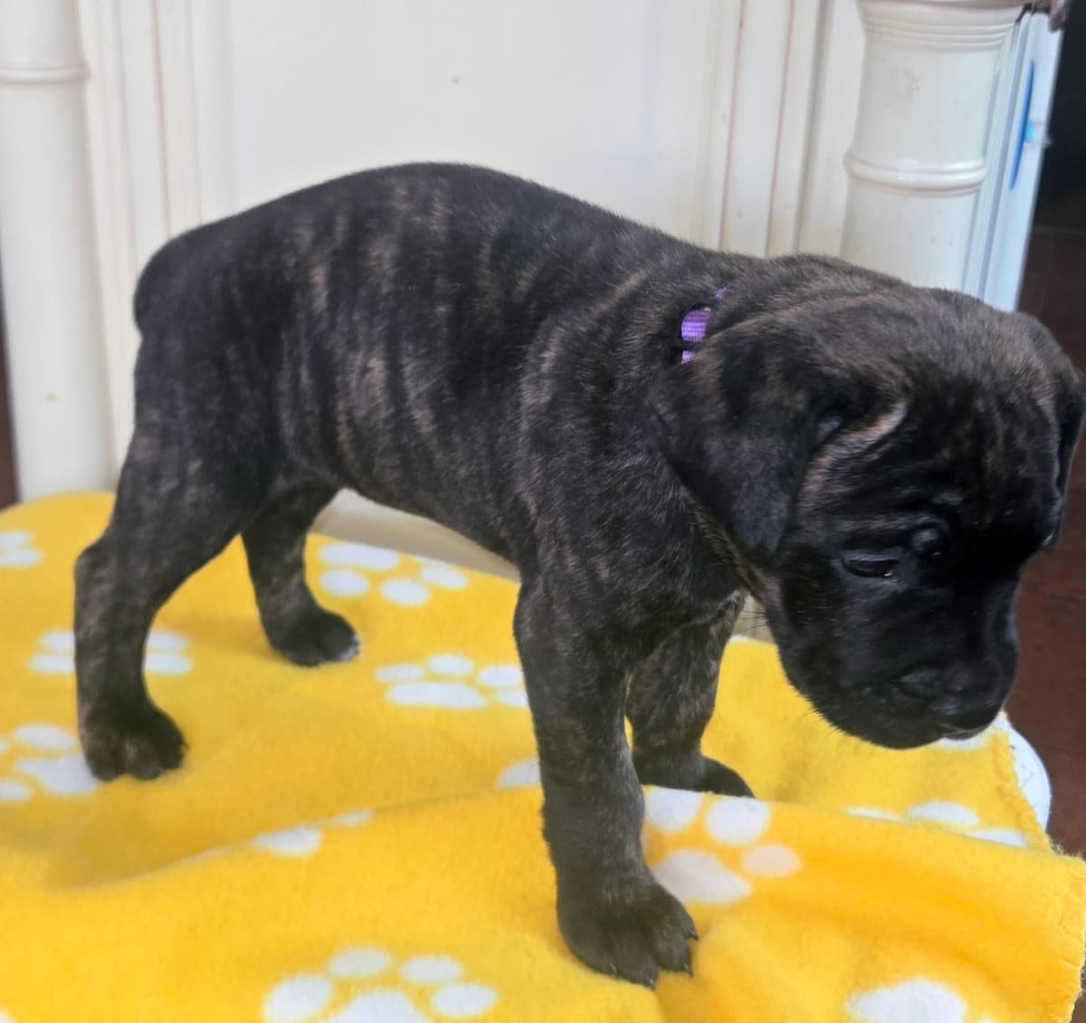 Cane Corso Puppies breeder image 1