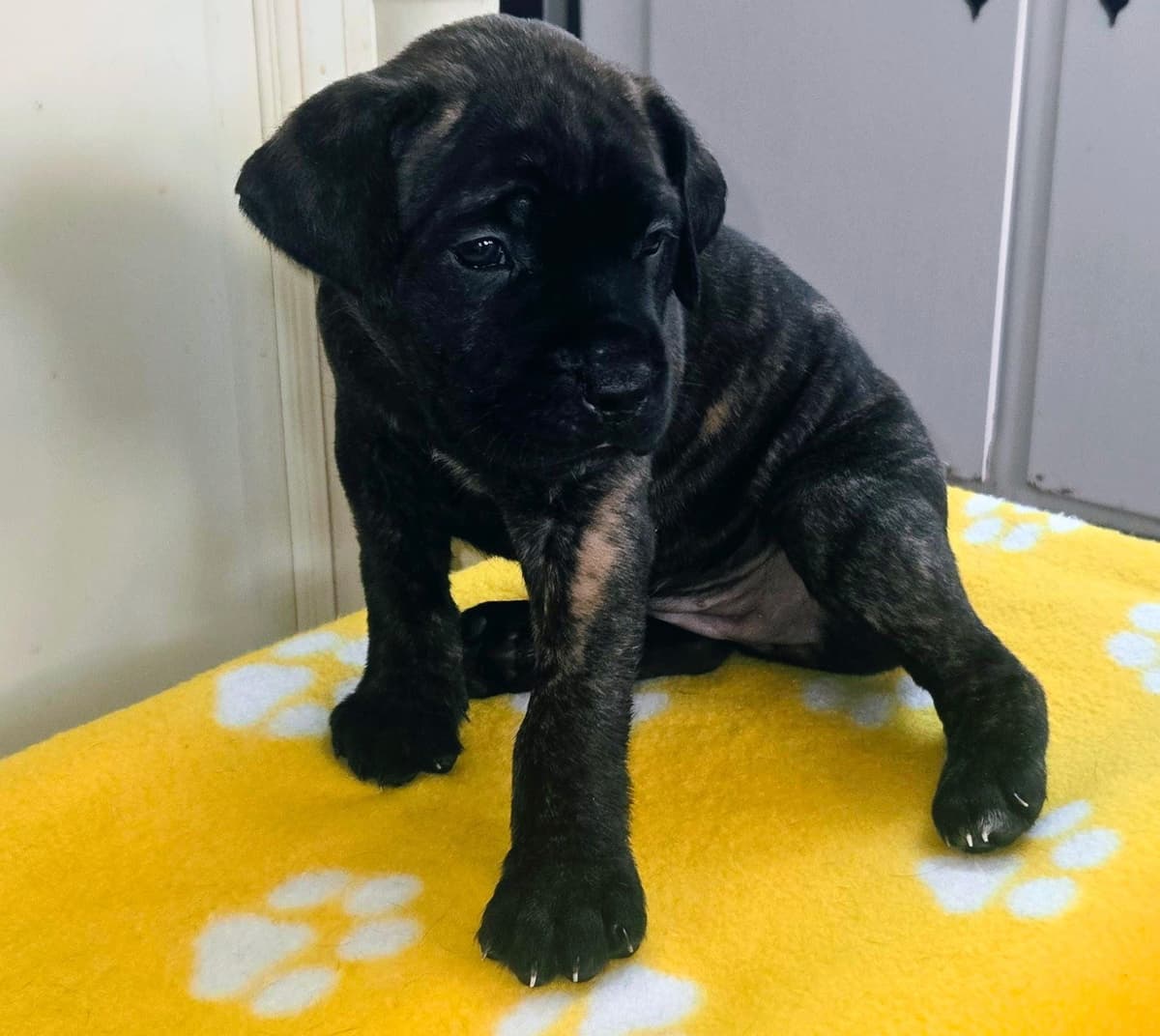 Cane Corso Puppies breeder image 2