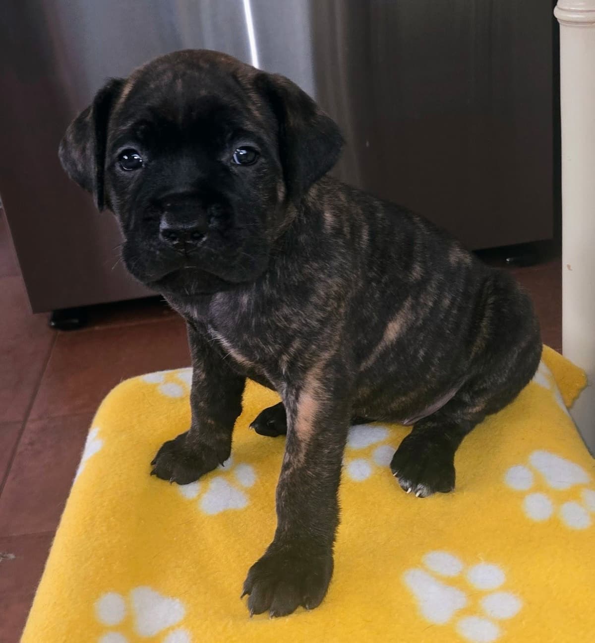 Cane Corso Puppies breeder image 12