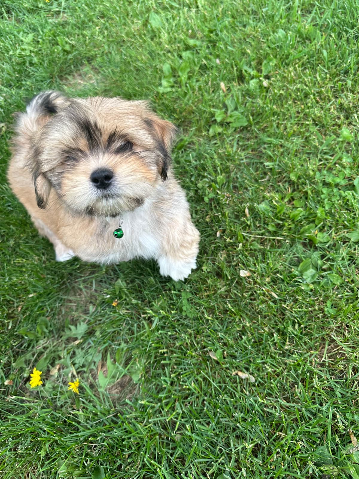 Lhasa Apso Puppies breeder image 1
