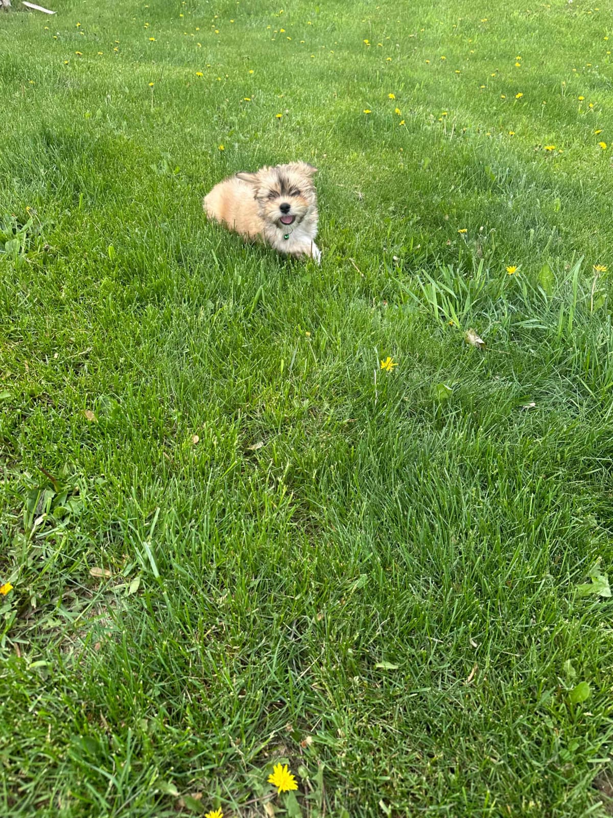 Lhasa Apso Puppies breeder image 3