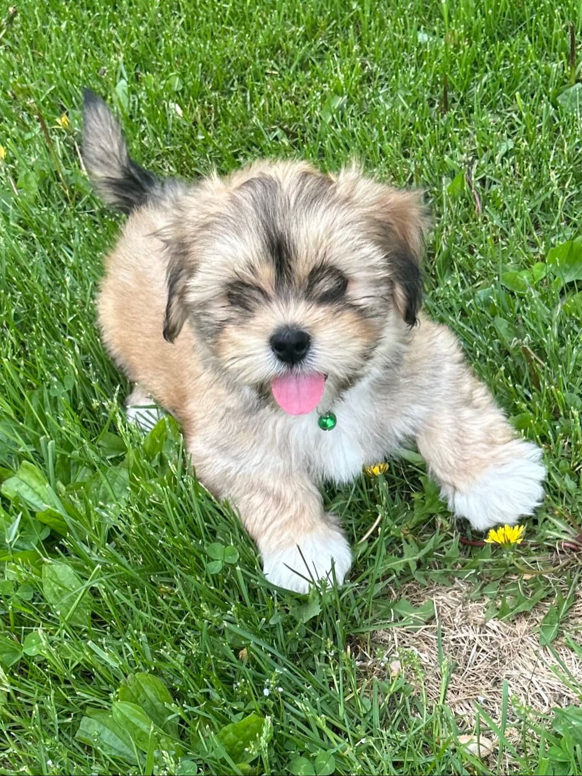 Lhasa Apso Puppies breeder image 2