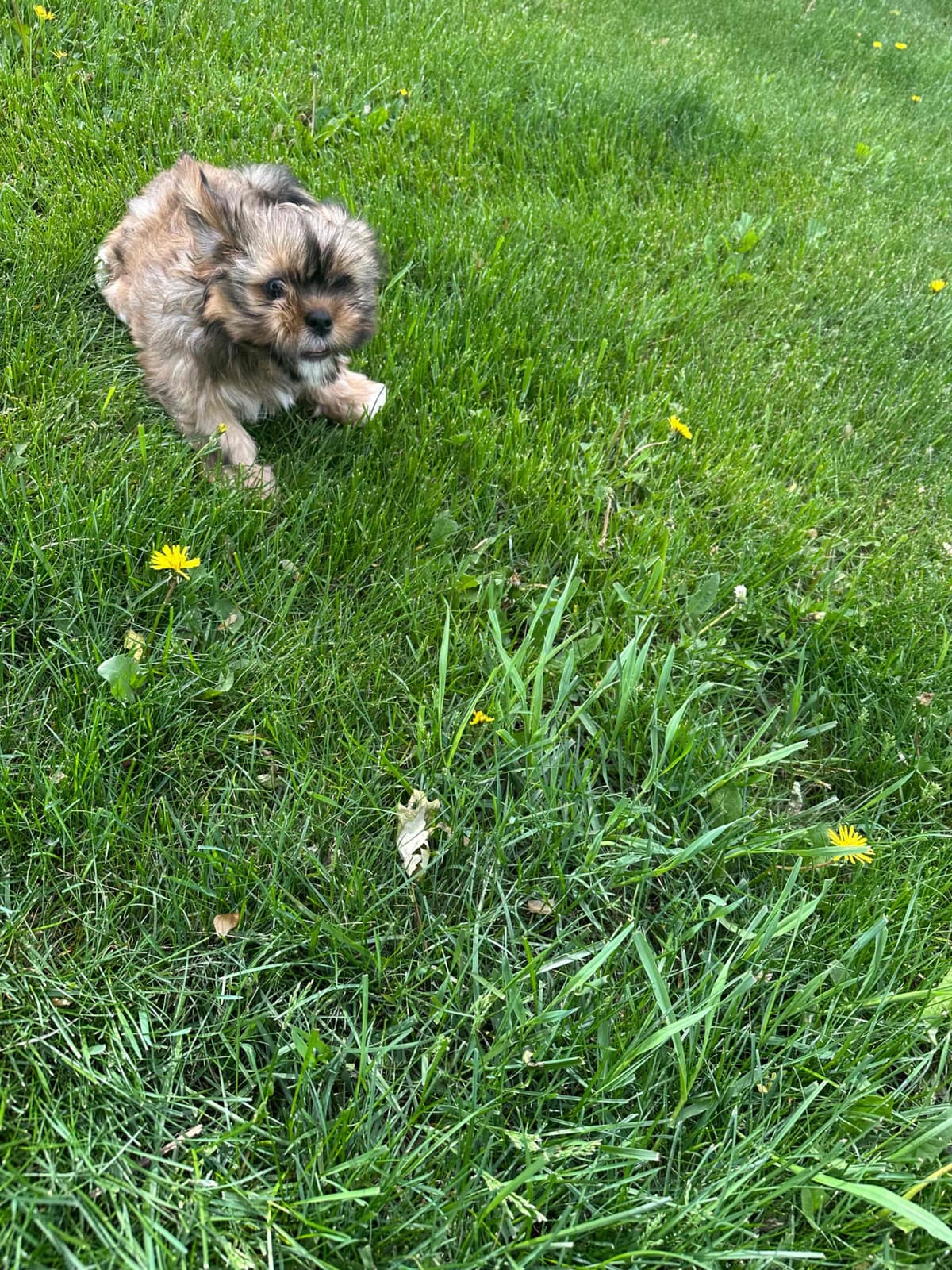 Lhasa Apso Puppies breeder image 6