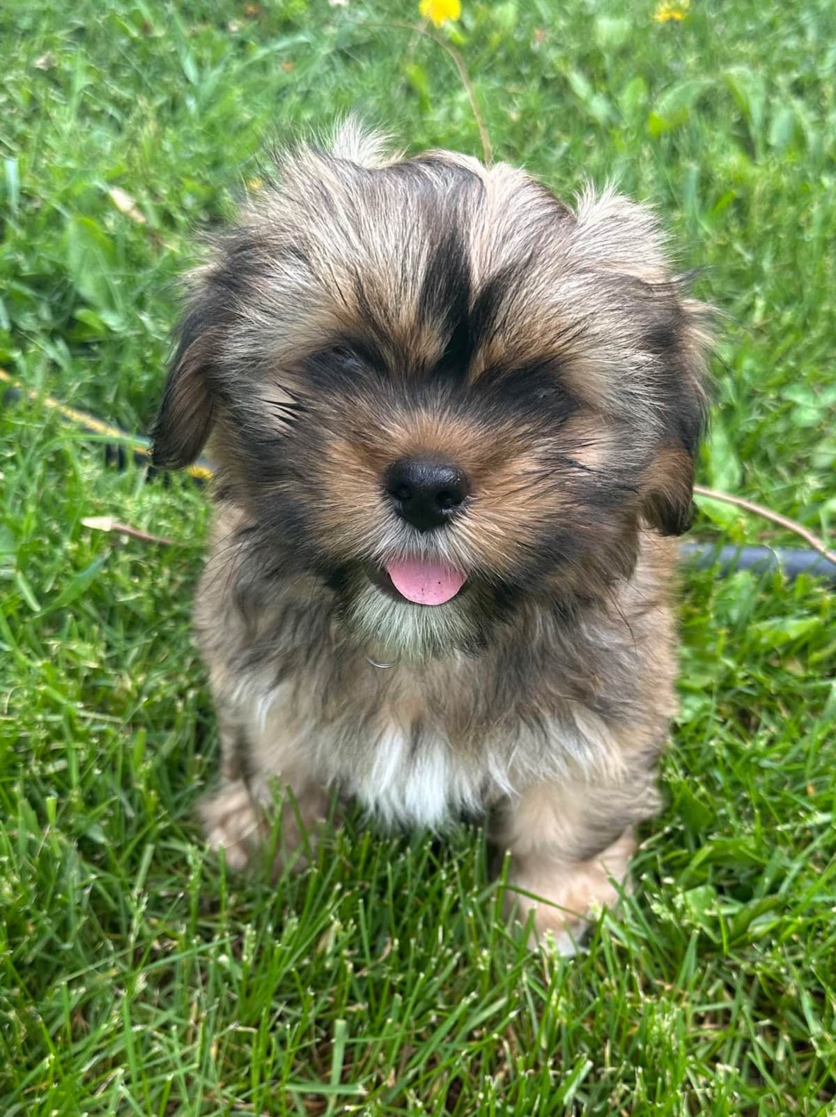 Lhasa Apso Puppies breeder image 4