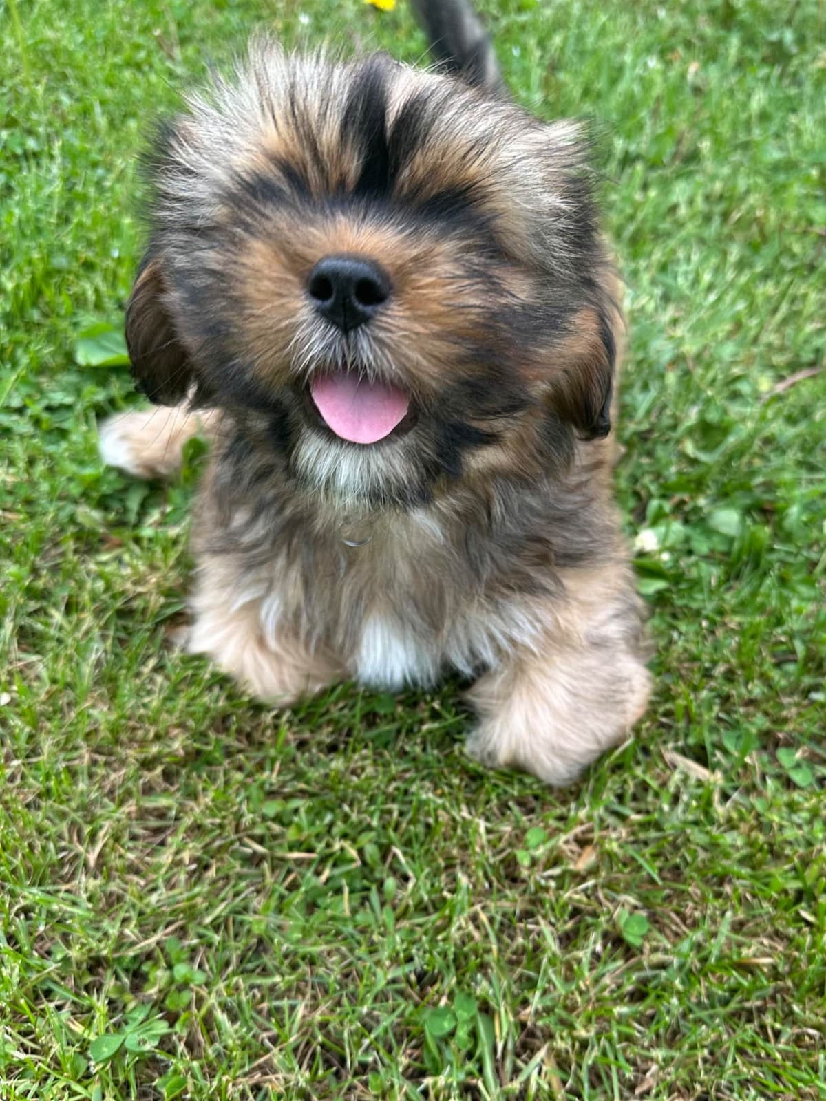 Lhasa Apso Puppies breeder image 5