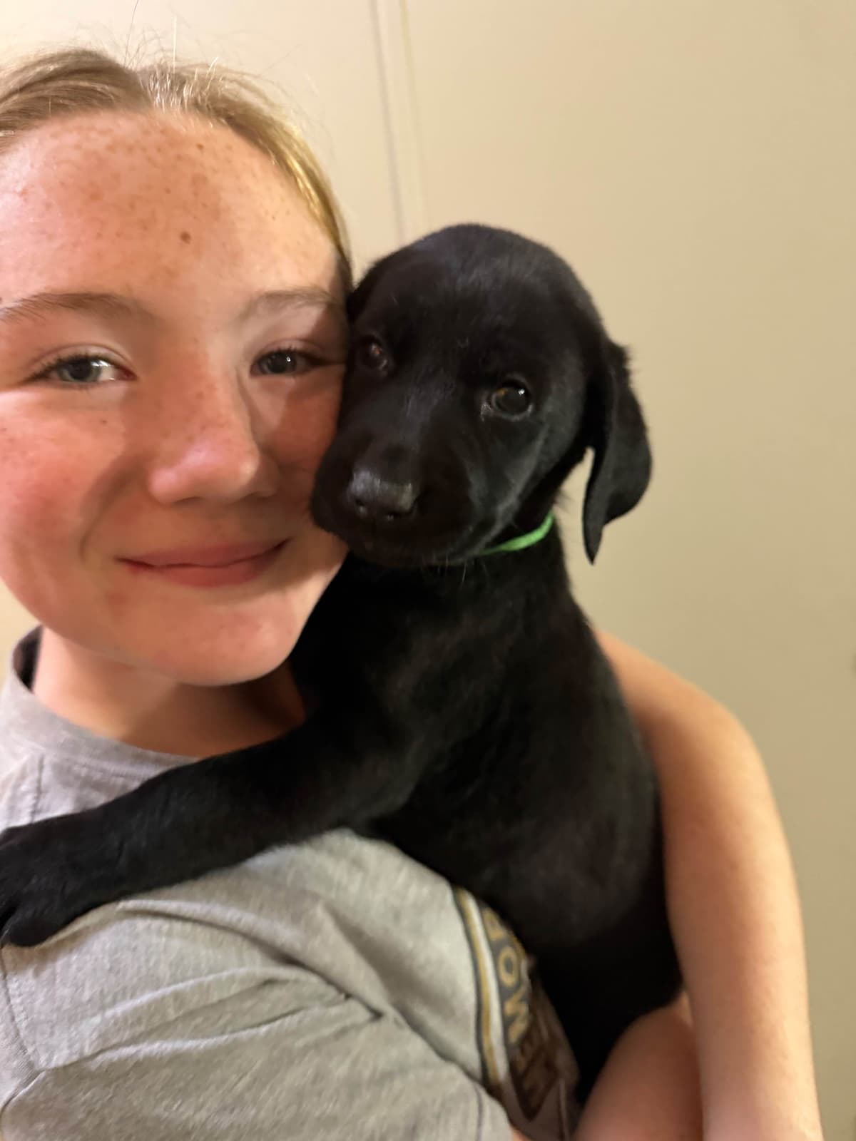 Labrador Retriever Puppies breeder image 1