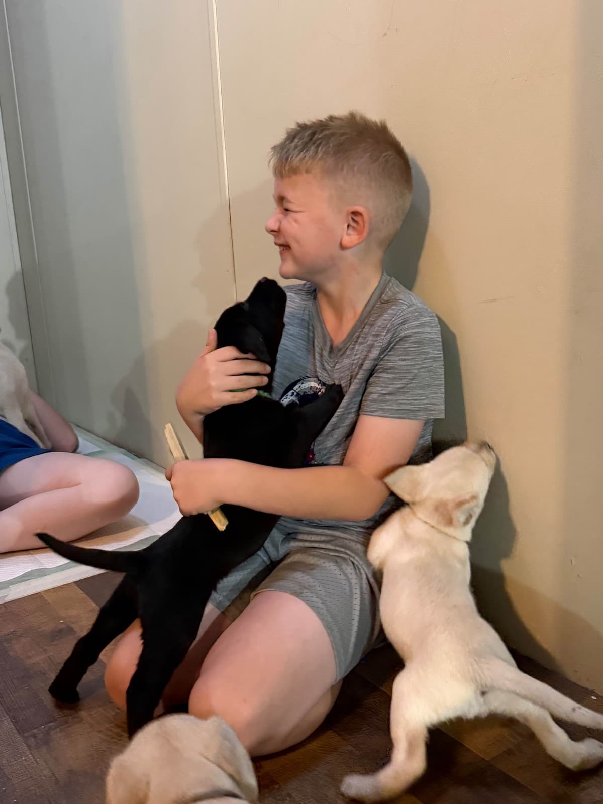 Labrador Retriever Puppies breeder image 2