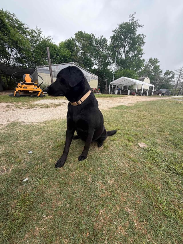 Labrador Retriever Puppies media 5