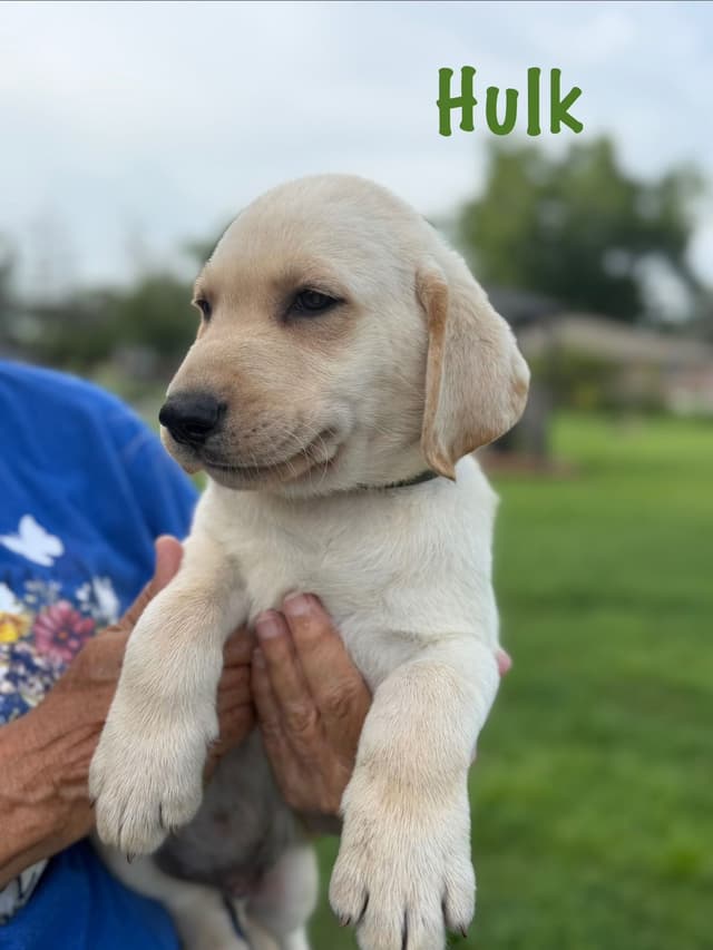 Labrador Retriever Puppies media 2